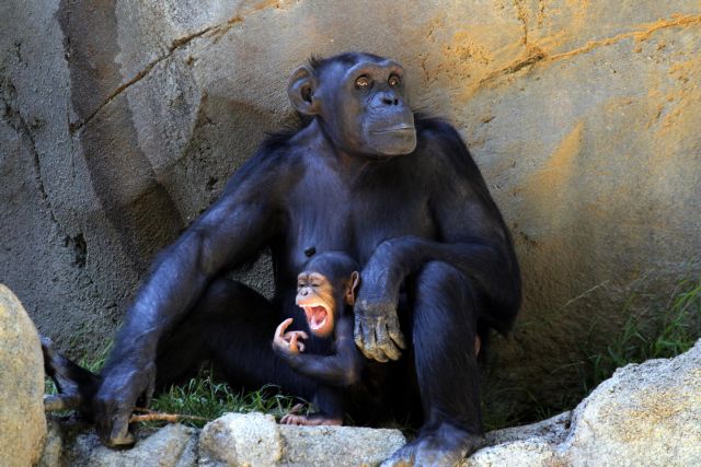 Απέτυχε η αντισύλληψη και γεννήθηκαν δύο μικροί χιμπατζήδες